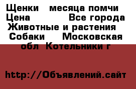 Щенки 4 месяца-помчи › Цена ­ 5 000 - Все города Животные и растения » Собаки   . Московская обл.,Котельники г.